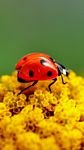 pic for Ladybug On Yellow Flower 768x1280